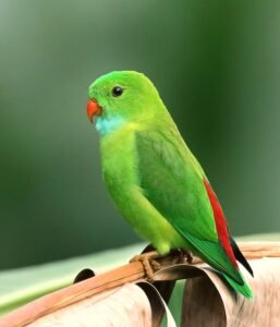 tota pane ke fayde, Vastu Tips of Parrot, parrot for good luck, birds for good luck , parrot for vastu , vastu birds,