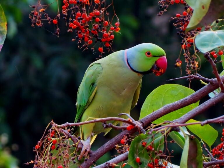 tota pane ke fayde, Vastu Tips of Parrot, parrot for good luck, birds for good luck , parrot for vastu , vastu birds, Parrot Benefits